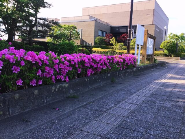 【ツツジが満開です‼️】
市民会館・中央公民館の敷地内や近隣に、岩沼市の市花、ツツジが満開でした😄
館にお越しの際には、ぜひご鑑賞ください。
写真と同じアングルを探してみるのも楽しいかもしれません✨

#岩沼市中央公民館　#岩沼市　#岩沼市民会館　#季節　#花　#ツツジ　#市花　#岩沼