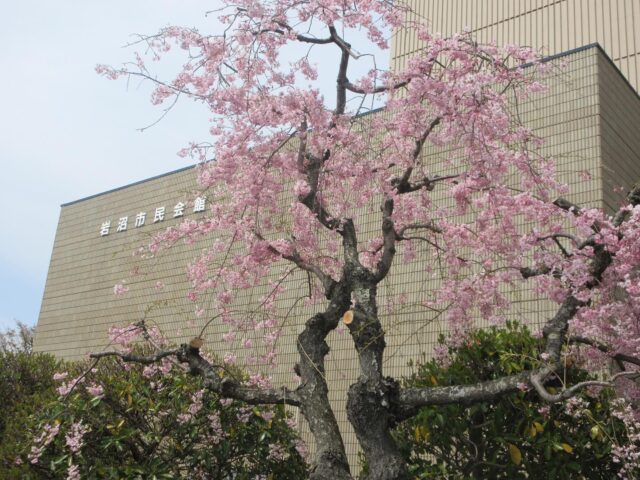【季節の花が満開です】
市民会館・中央公民館の周辺に咲く、桜をはじめとした季節の花が満開になっています🌸
ご来館の際や近くを通られる際にはぜひご覧ください✨

#岩沼市中央公民館　#岩沼市民会館　#岩沼市　#桜　#花　#満開